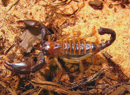 scorpions1