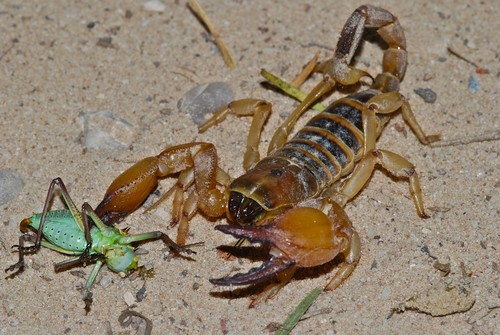 scorpions2