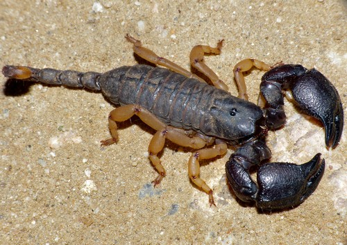 Scorpions size