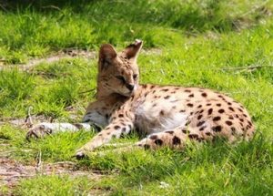 interesting_facts_about_serval8