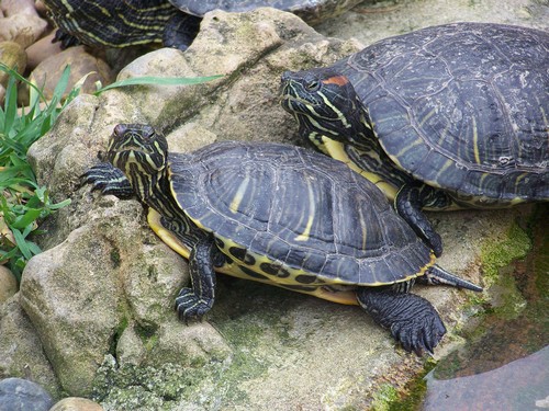 interesting_facts_about_the_difference_between_turtles_and_tortoise3