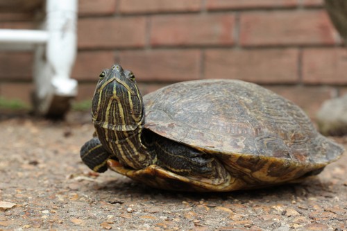 interesting_facts_about_the_difference_between_turtles_and_tortoise5