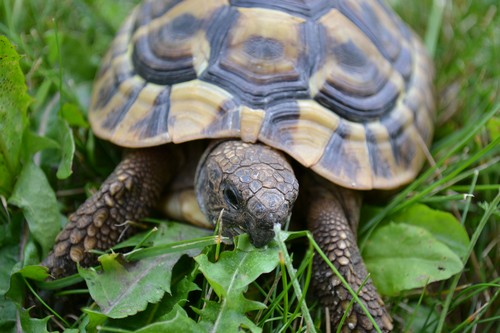 interesting_facts_about_the_difference_between_turtles_and_tortoise6