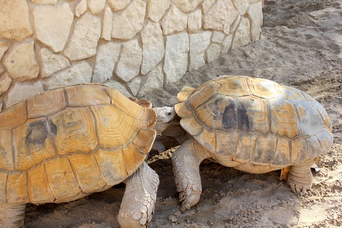 interesting_facts_about_the_difference_between_turtles_and_tortoise7