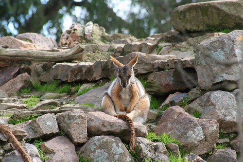 Photo taken in Adelaide Zoo, Adelaide