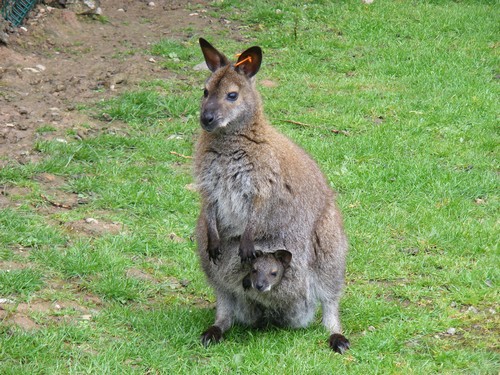 interesting_facts_about_wallaby4