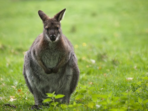 interesting_facts_about_wallaby8-ap