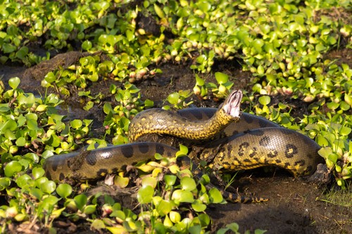 interesting_facts_about_anacondas4