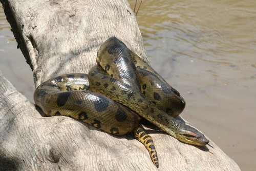 interesting_facts_about_anacondas7