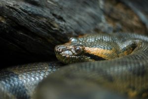 interesting_facts_about_anacondas8