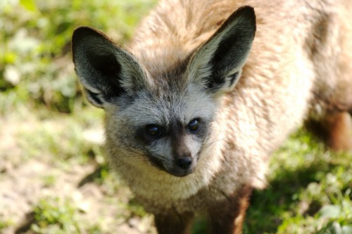bat-eared-fox1