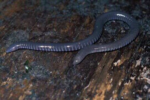 interesting_facts_about_caecilians8-ap