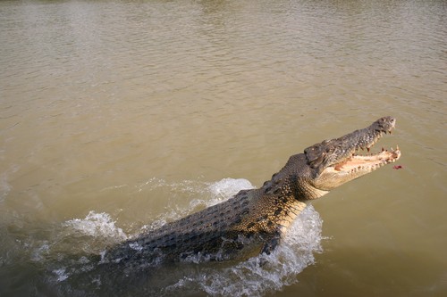 interesting_facts_about_crocodile_vs_alligator1