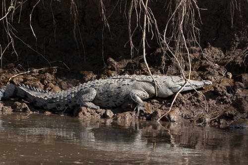 interesting_facts_about_crocodile_vs_alligator2