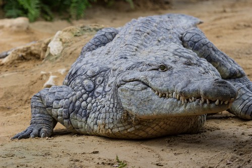 interesting_facts_about_crocodile_vs_alligator6