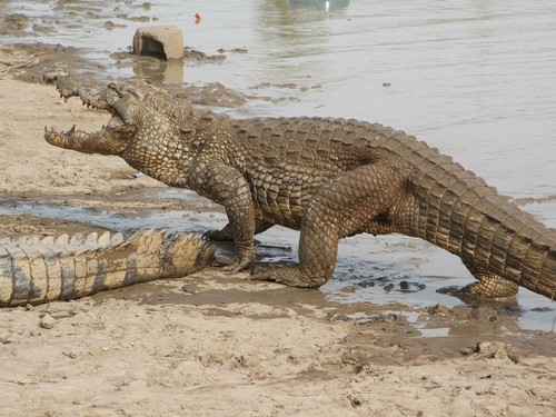 Crocodiles Size