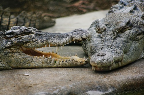 crocodiles2