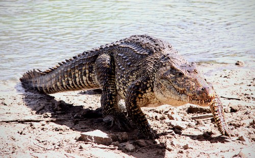 crocodiles3