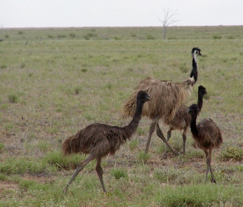 interesting_facts_about_emus2_1