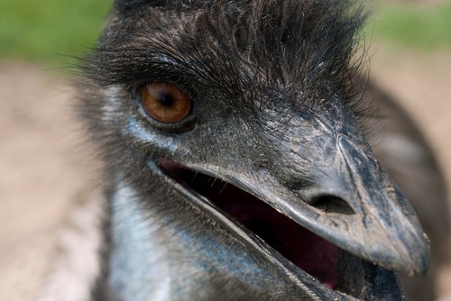 interesting_facts_about_emus2_2
