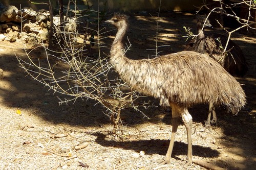 interesting_facts_about_emus2_4