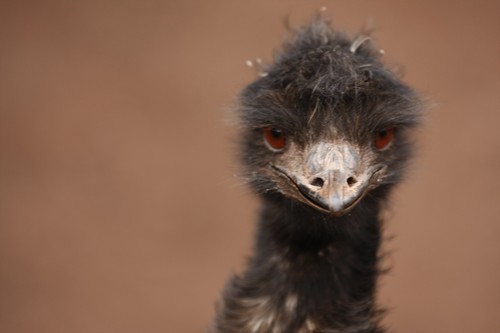 interesting_facts_about_emus2_5