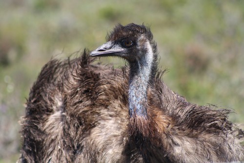 interesting_facts_about_emus2_6