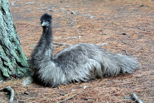 interesting_facts_about_emus2_7