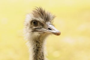 interesting_facts_about_emus2_8