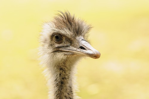 interesting_facts_about_emus2_8-ap