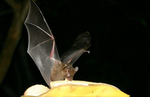fruit-bats