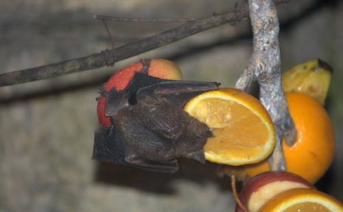 fruit-bats3