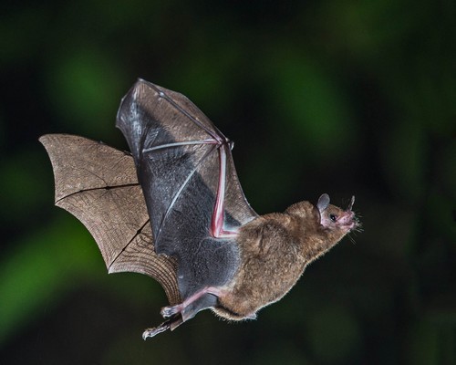 fruit-bats1