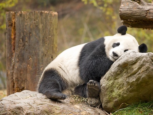 Giant Panda cubs