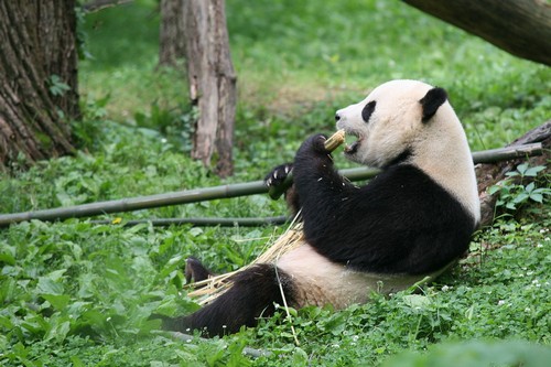 Giant Panda reporoduction