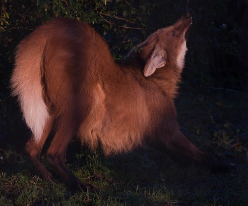 Maned Wolf facts