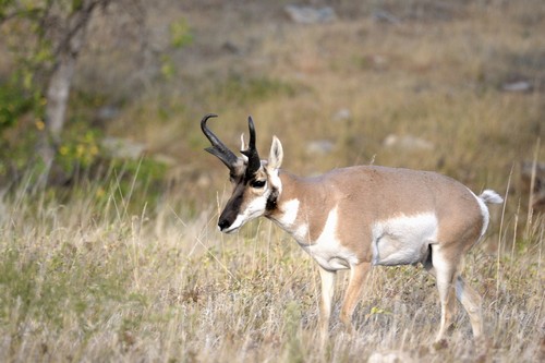 interesting_facts_about_pronghorn2