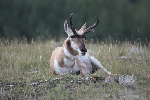 interesting_facts_about_pronghorn3