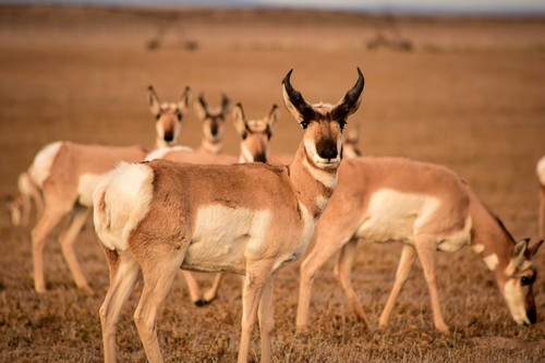 interesting_facts_about_pronghorn5