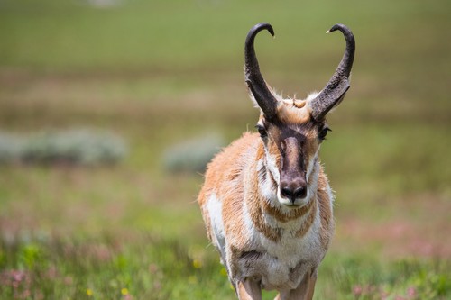interesting_facts_about_pronghorn6