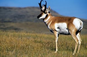 interesting_facts_about_pronghorn8