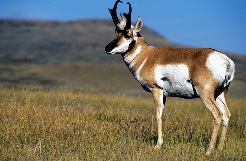 interesting_facts_about_pronghorn8-ap