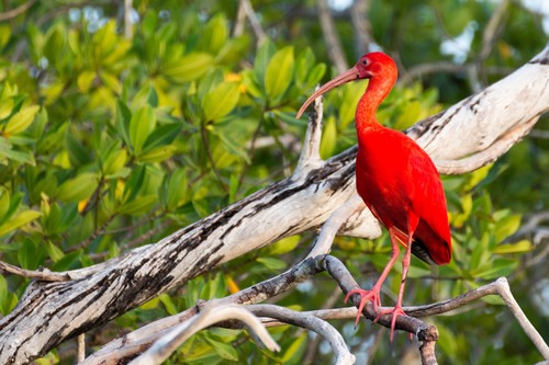 interesting_facts_about_scarlet_ibis7
