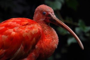 interesting_facts_about_scarlet_ibis8