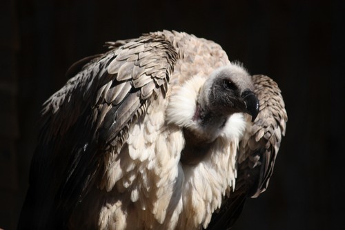 interesting_facts_about_vultures8-ap