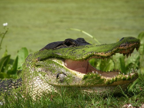 interesting_fatcs_about_alligators1
