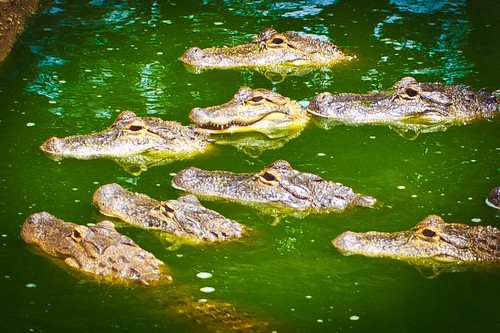 interesting_fatcs_about_alligators4