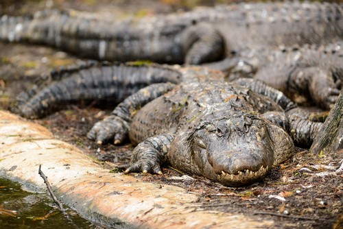 interesting_fatcs_about_alligators6