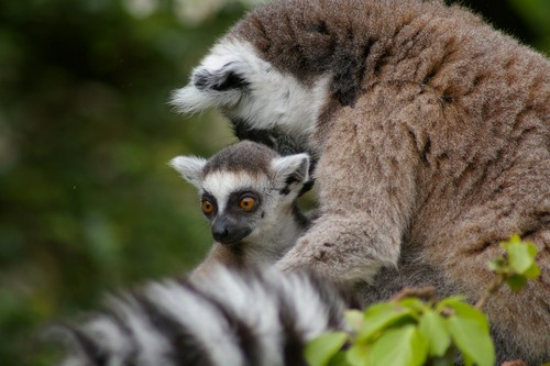 interesting_facts_about_baby_lemur2