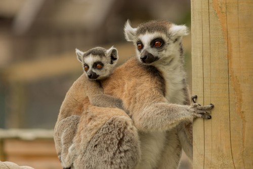 interesting_facts_about_baby_lemur3
